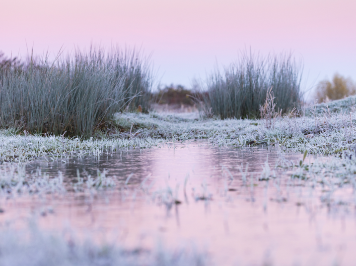 A frozen wetlands